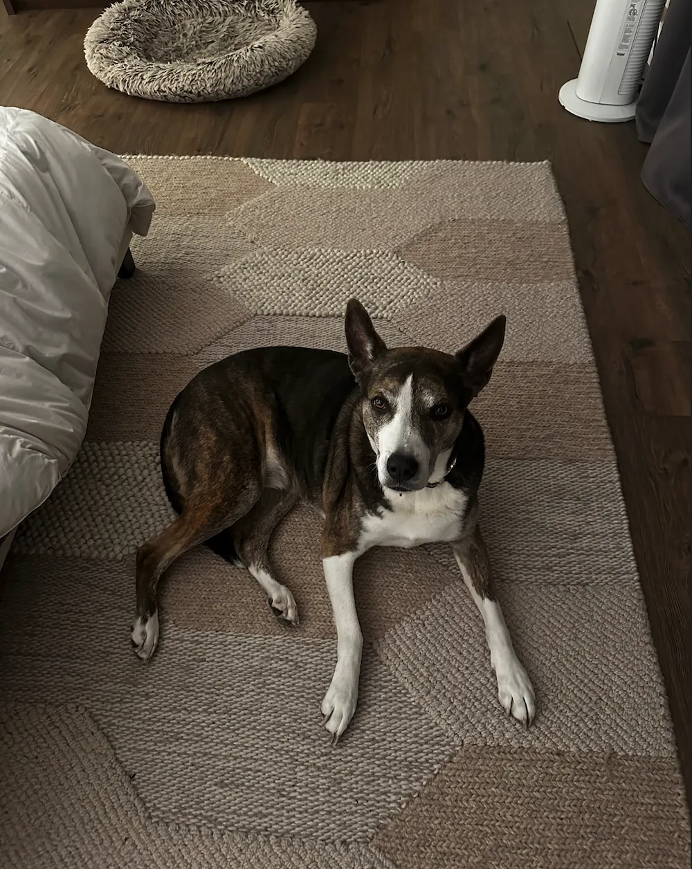 Brown and white dog resting on rug