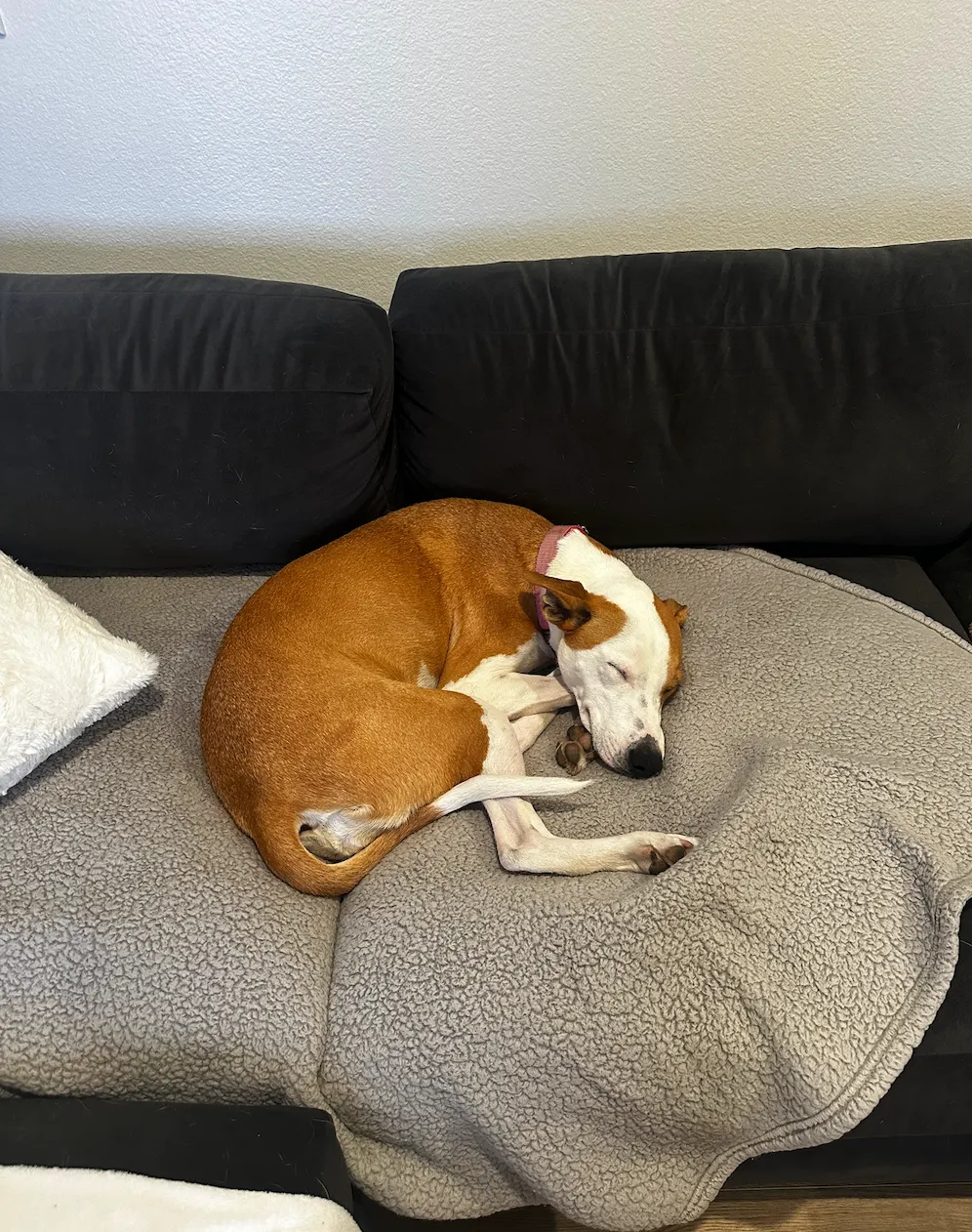 Brown dog curled up on gray couch