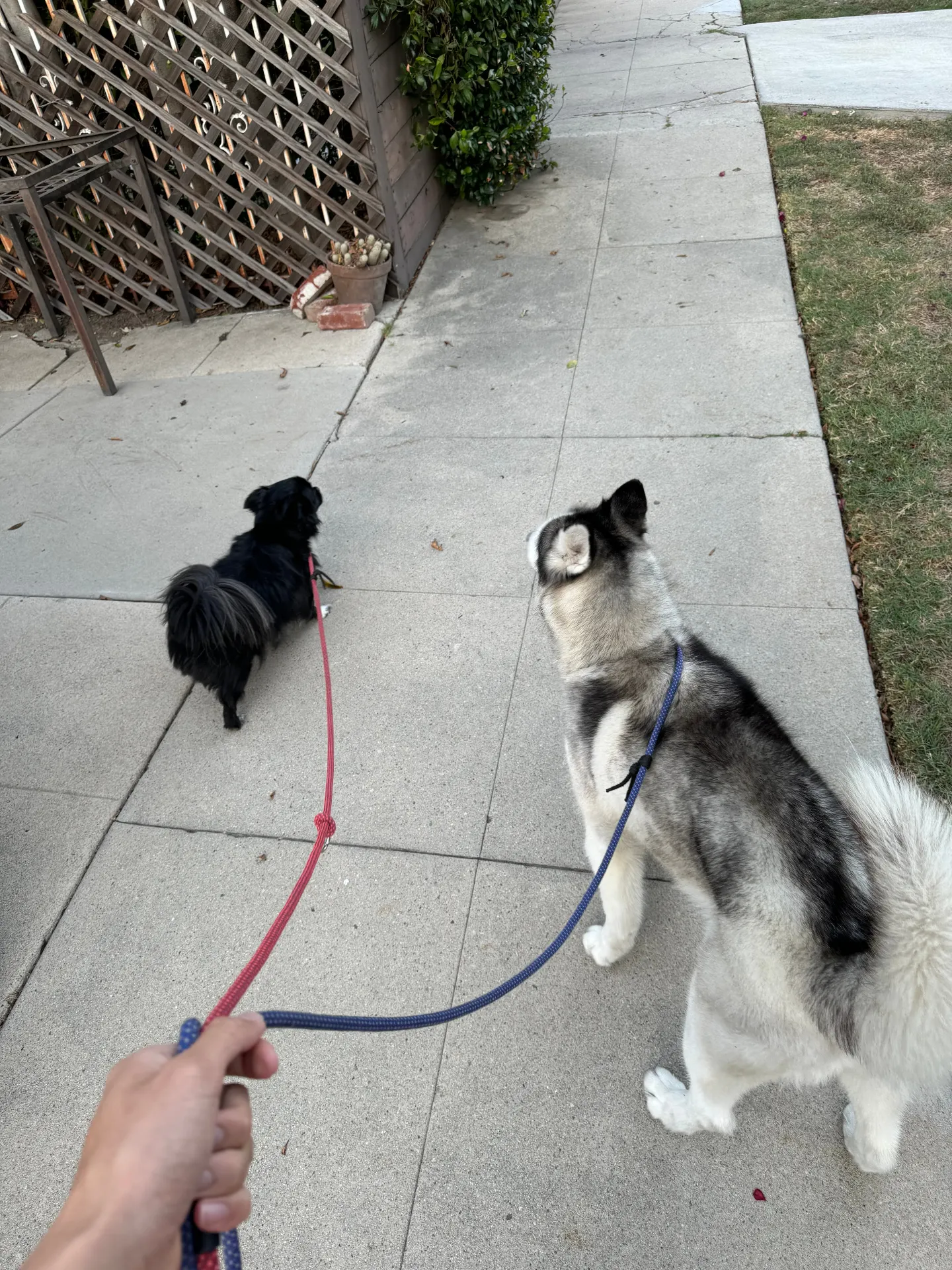 Two dogs on leashes walking on sidewalk