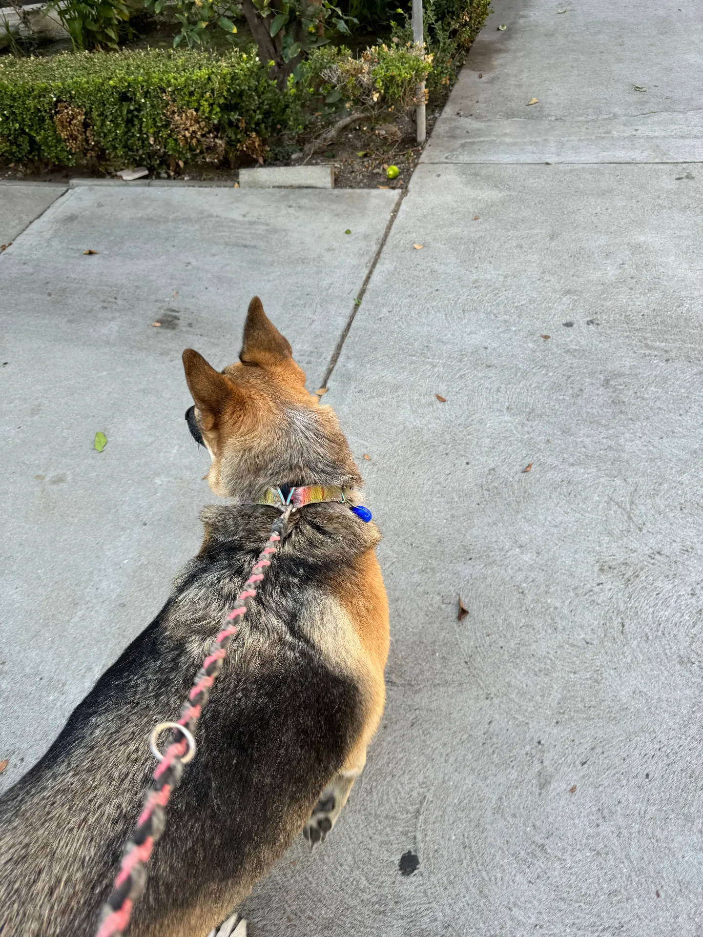 German Shepherd dog on leash walking on sidewalk
