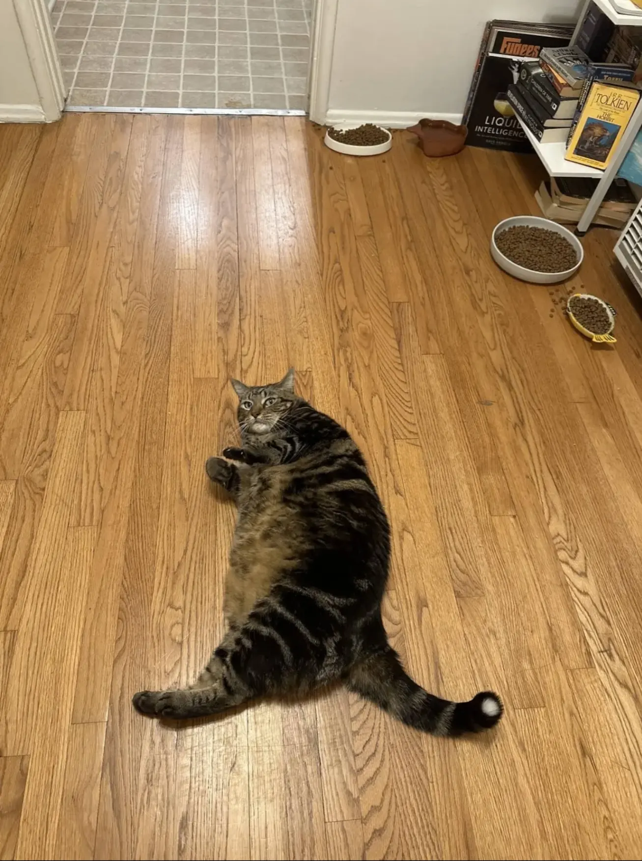 Tabby cat laying on wooden floor