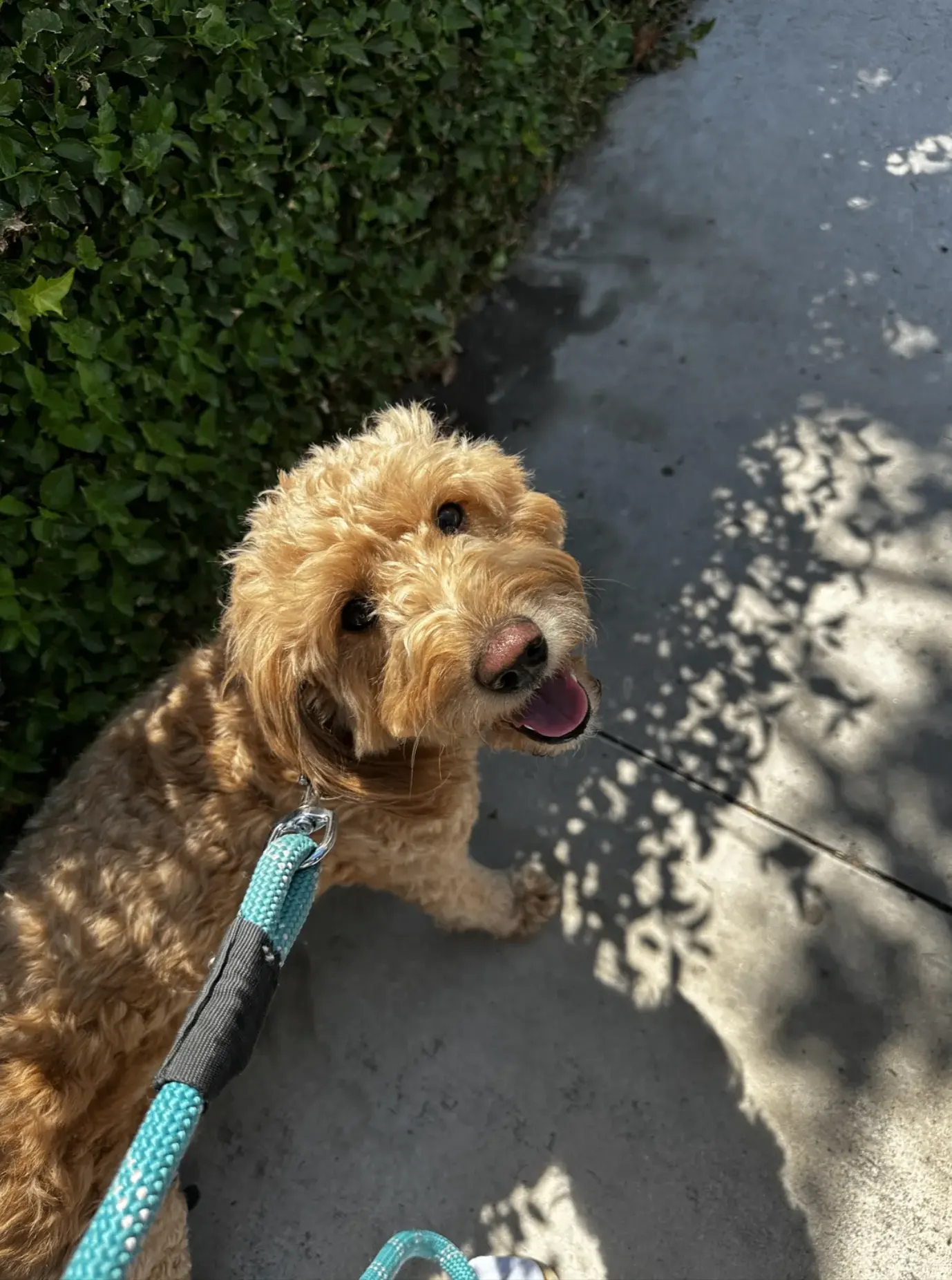 Golden doodle dog on leash by greenery