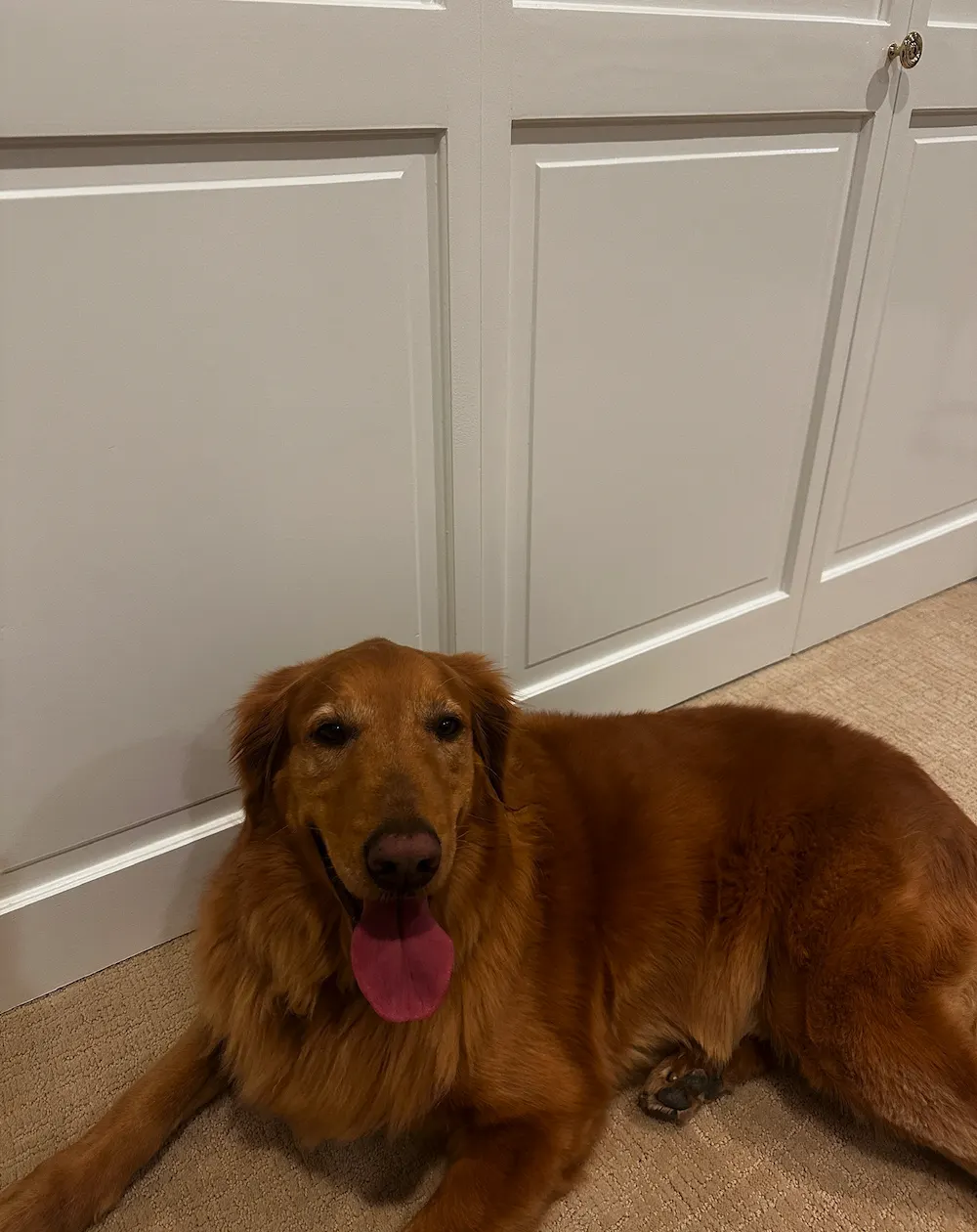 Golden retriever lounging by white door