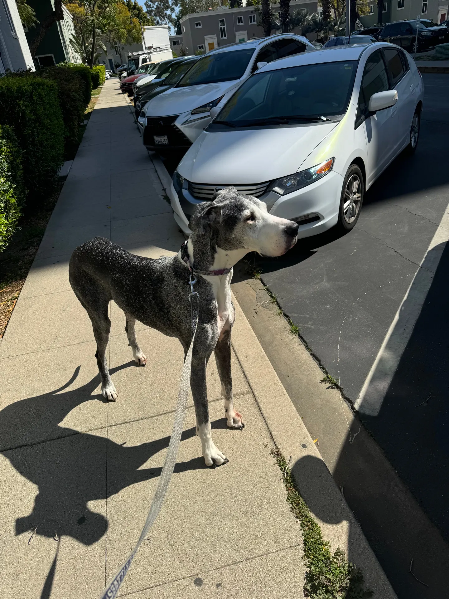 Great Dane dog standing on sidewalk