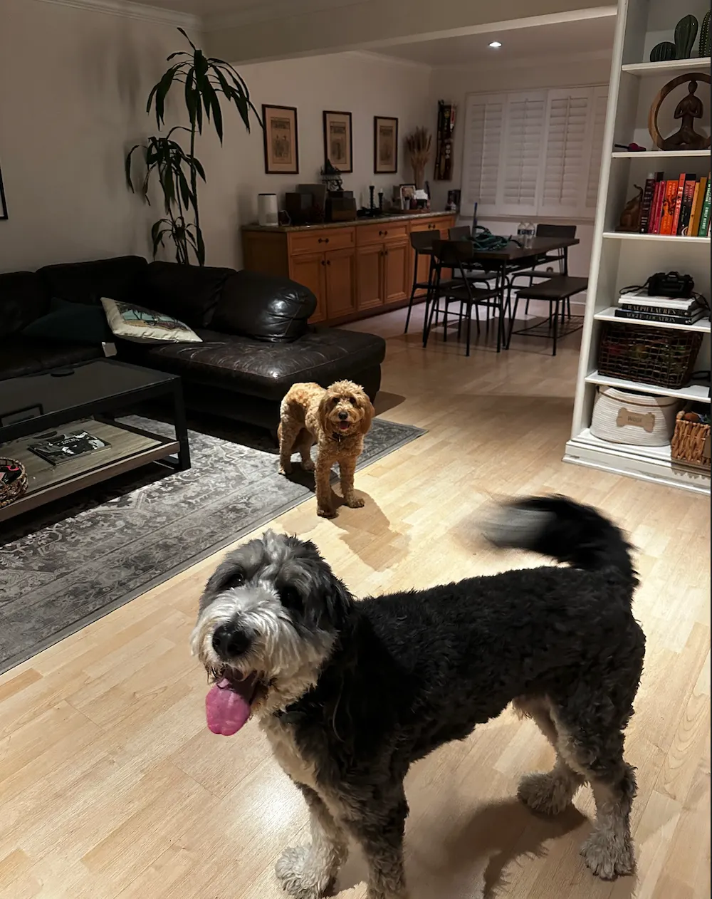 Two dogs in living room setting
