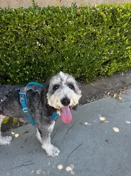 Happy gray dog with blue leash
