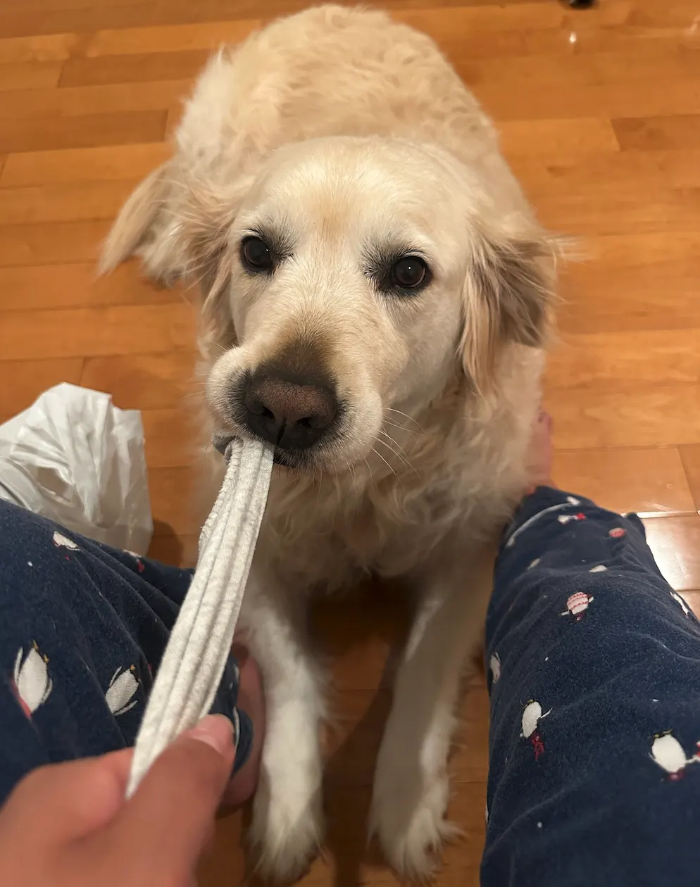 Golden retriever playing with tissue