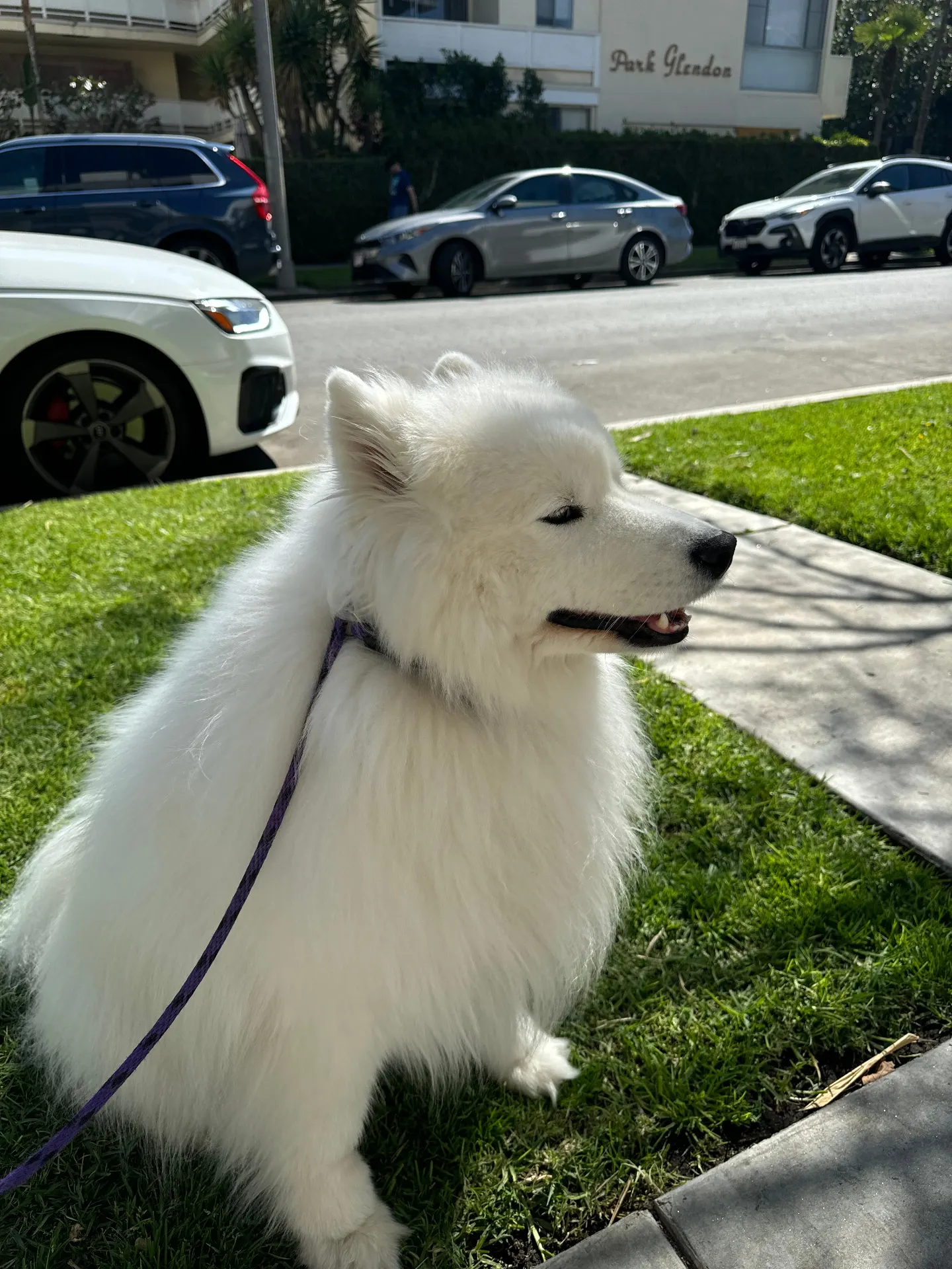 Fluffy white dog smiling on grass with purple leash