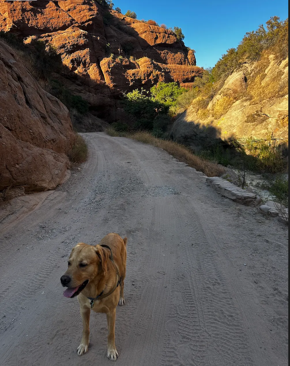 Dog walking service - Happy dog on scenic mountain trail