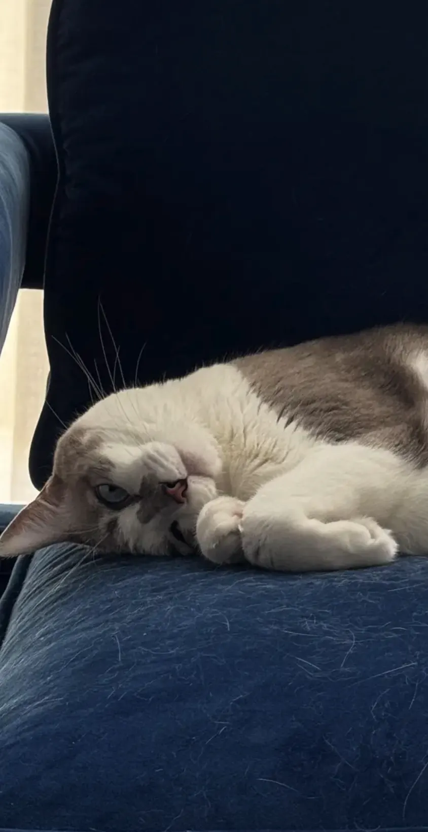 White cat resting on blue couch