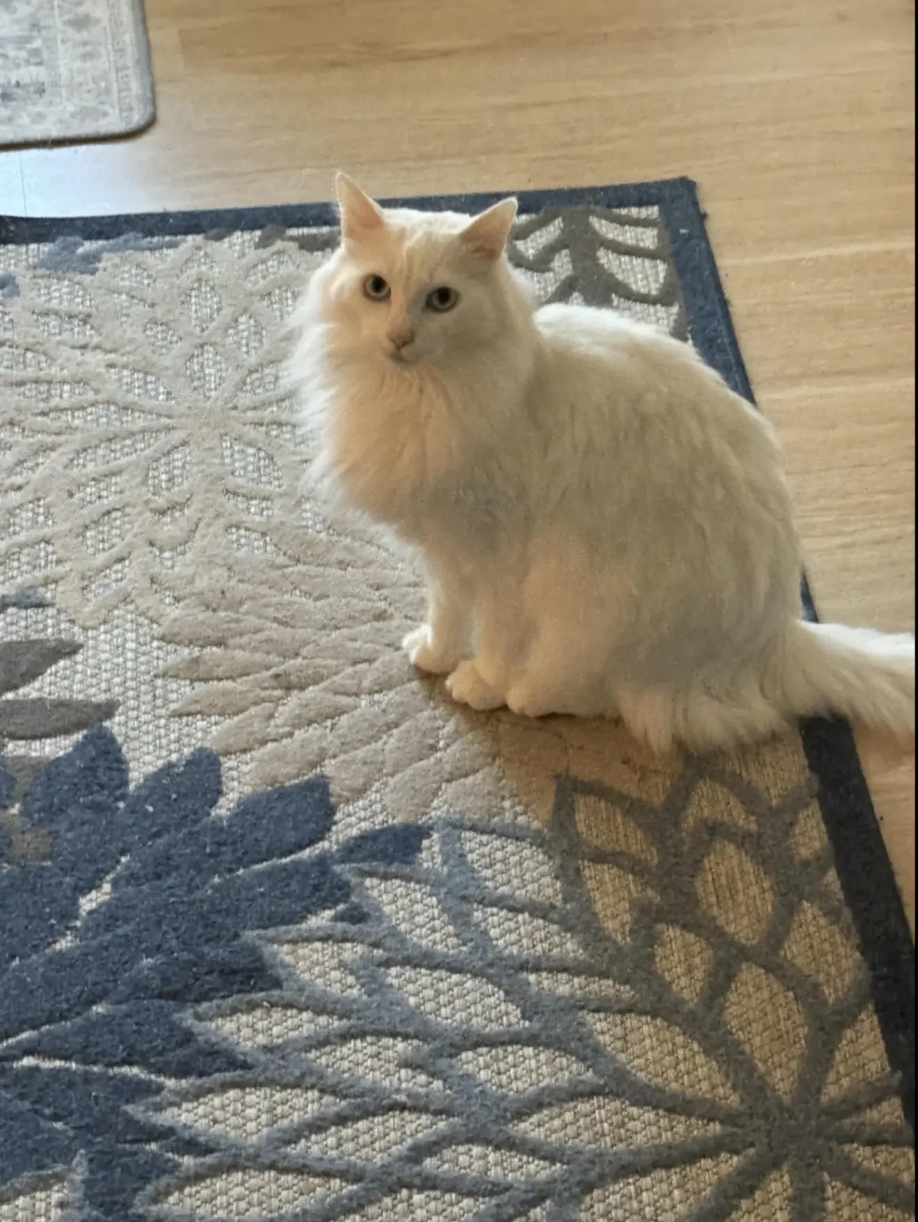 Fluffy white cat sitting on patterned rug