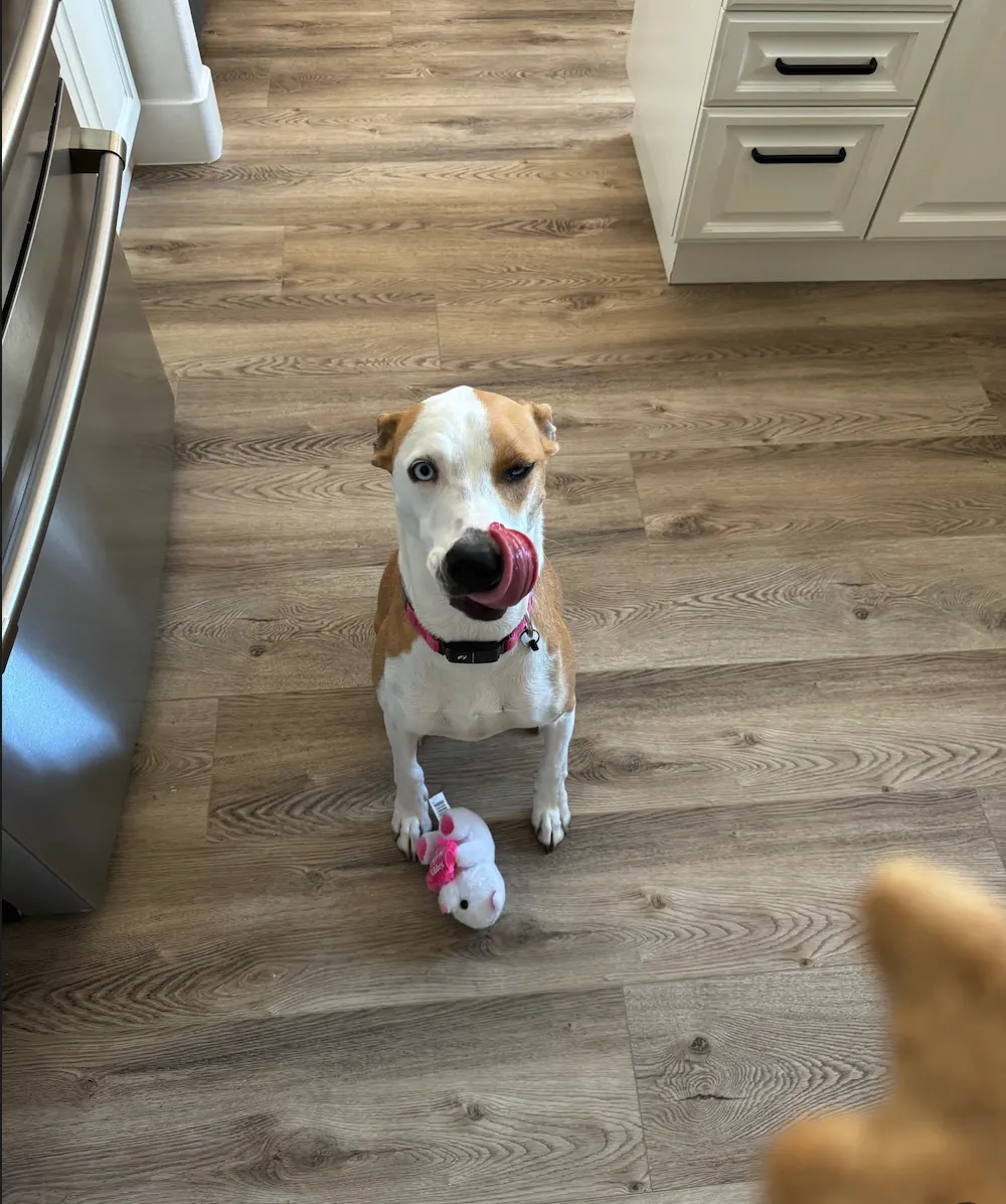 Daycare service - White and brown dog with toy on hardwood floor