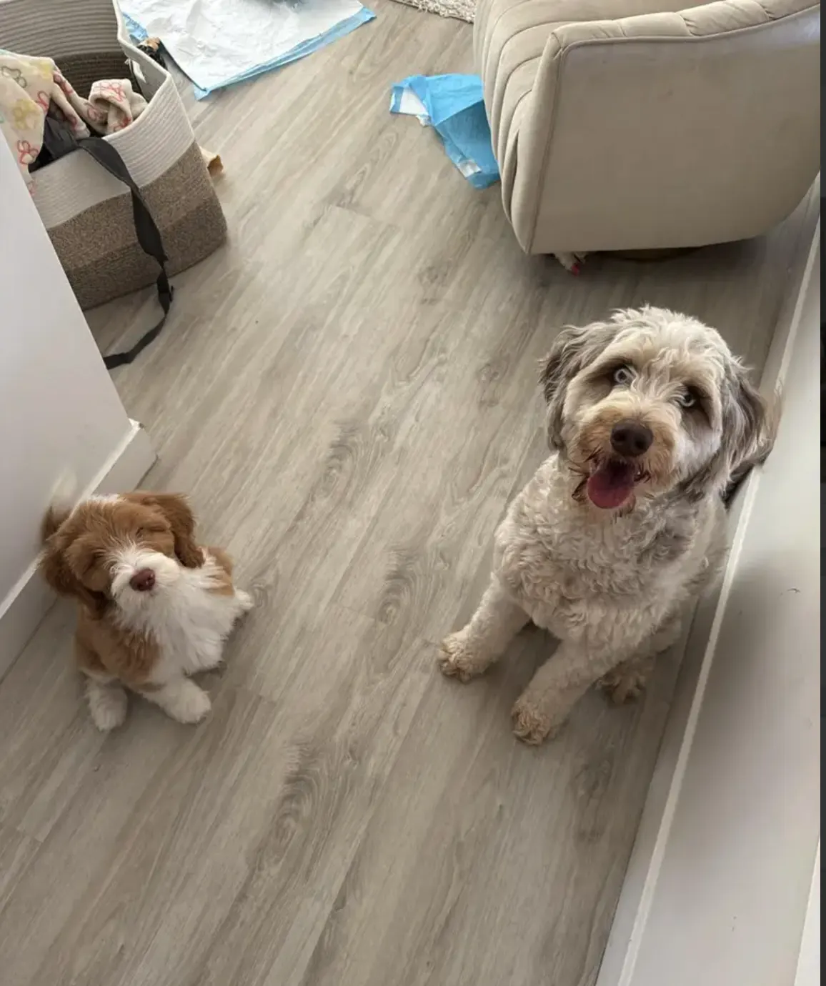 French Bulldog puppy sitting by sliding door