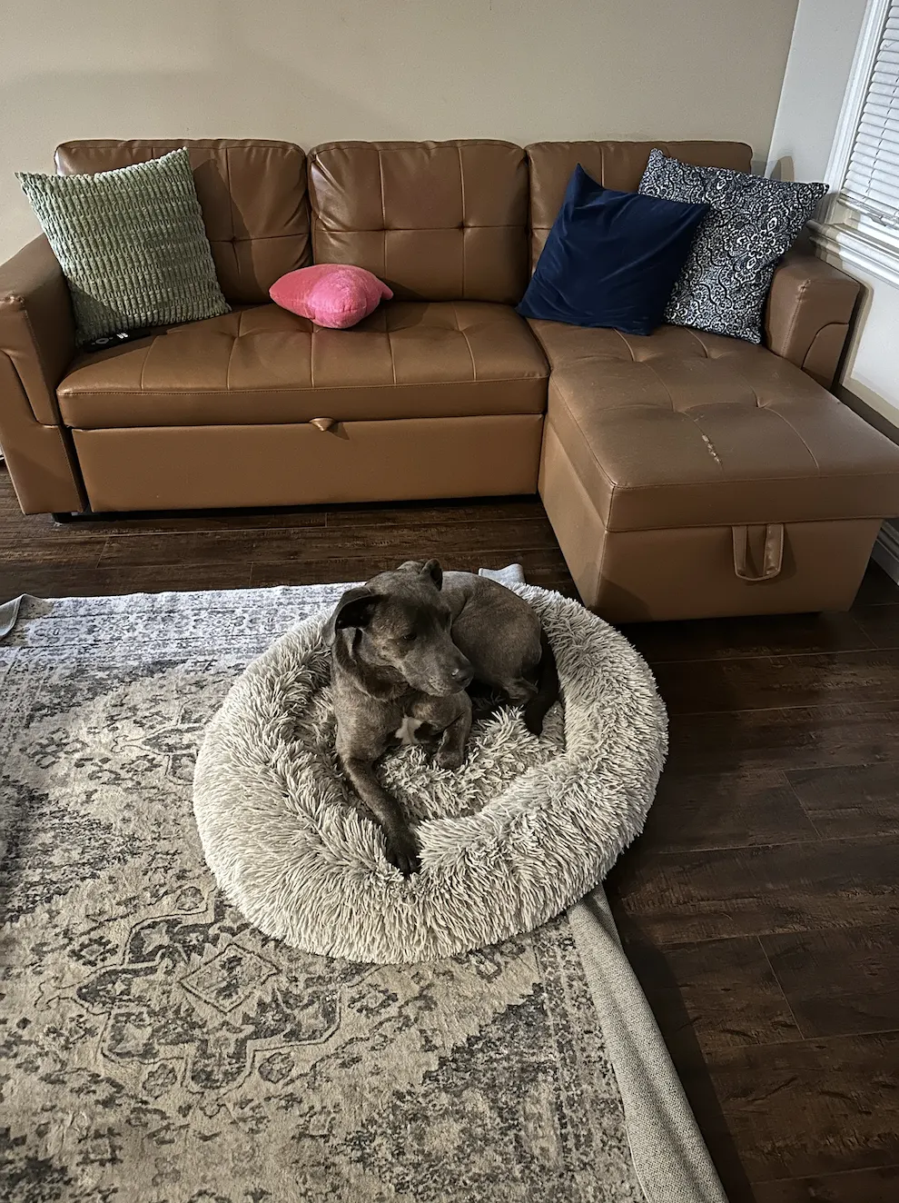 Overnight pet care service - Gray dog resting in cozy bed