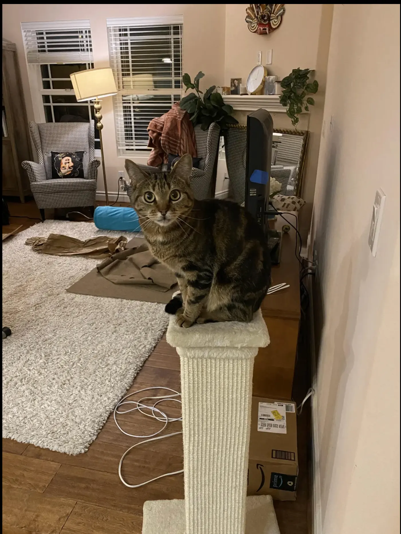 Tabby cat sitting on cat tower