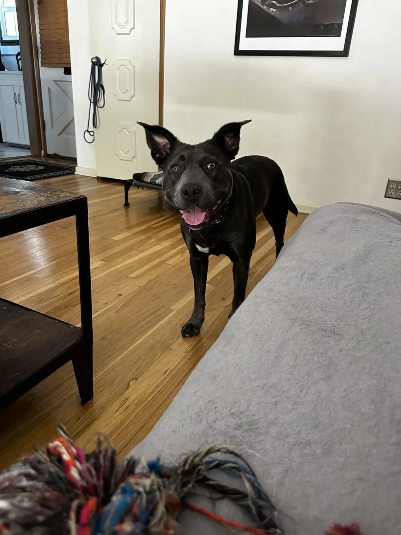 Black dog smiling in living room