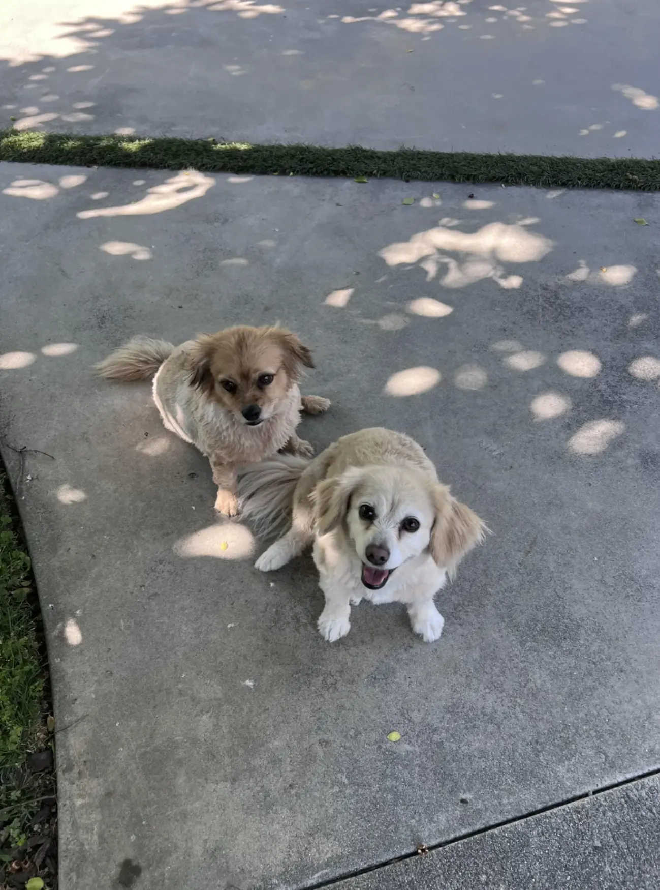 Two small dogs sitting on concrete in dappled sunshine