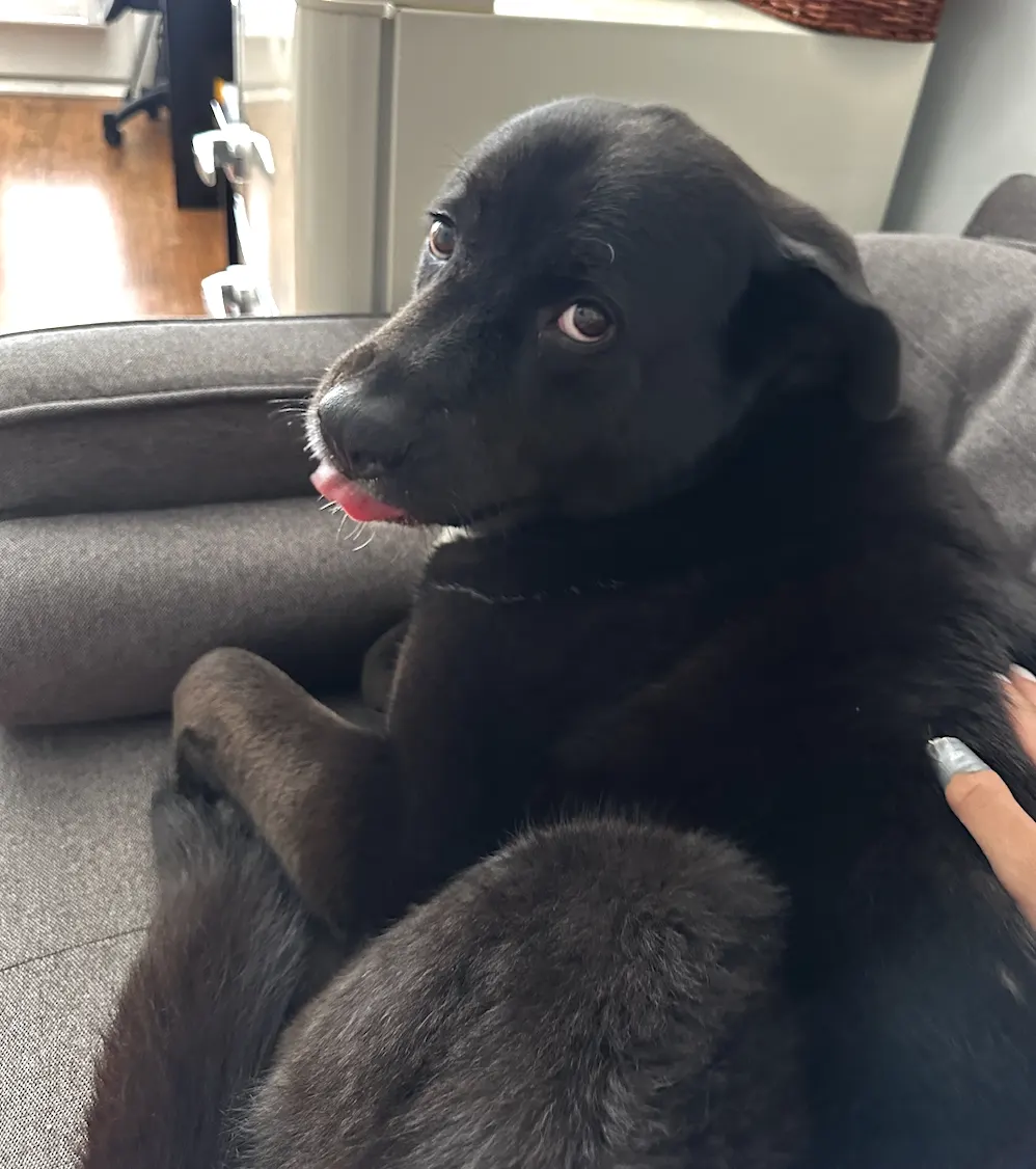Pet boarding service - Cute puppy in comfortable home setting