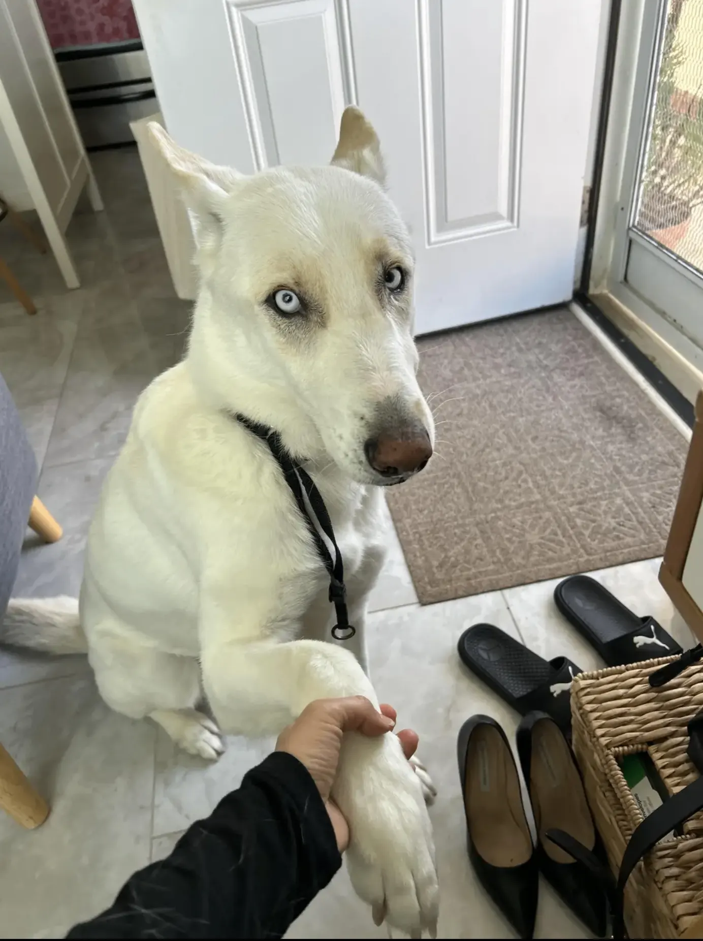 White dog with striking blue eyes giving paw