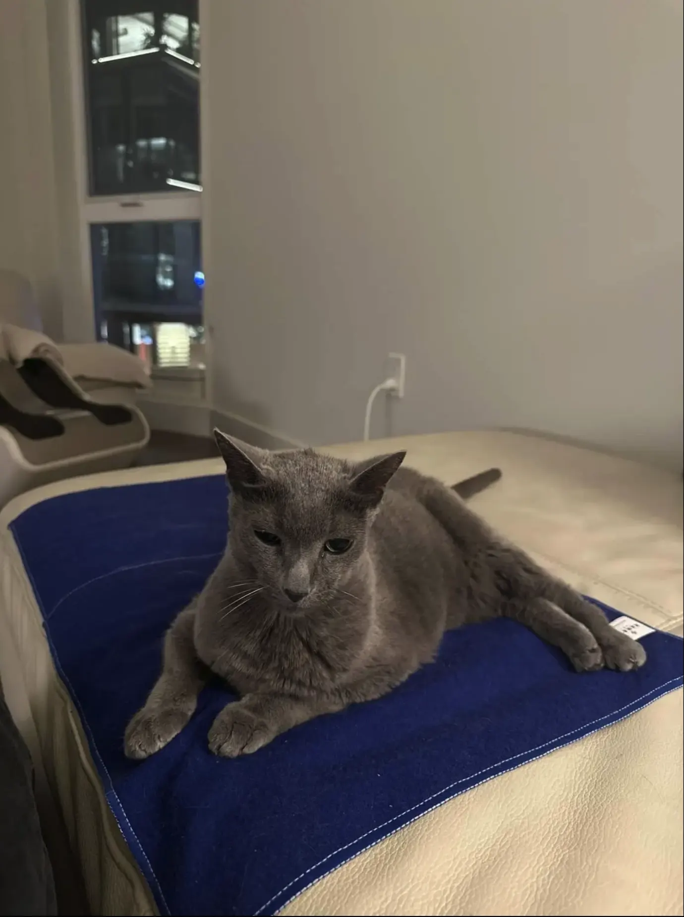 Pet check-ins service - Gray cat resting on blue mat