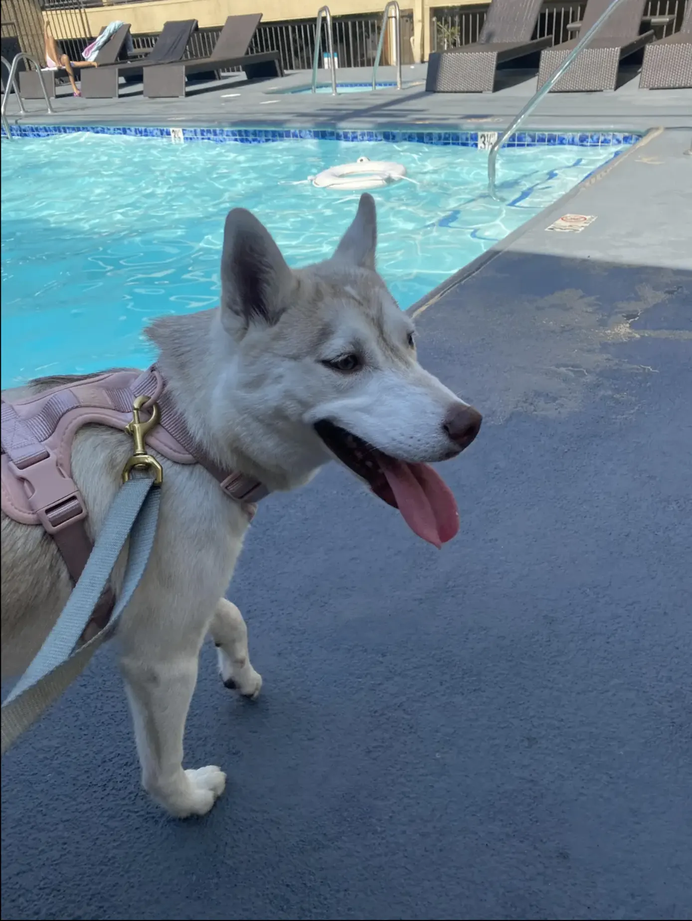 Husky dog with harness by pool